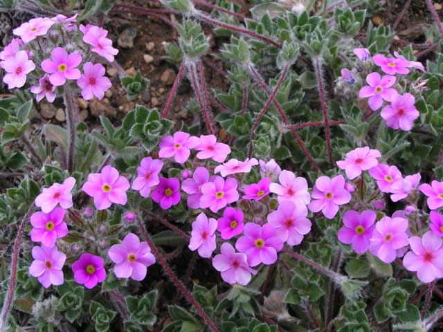 Проломник ветвистый - Цены, описание и фото ➽ Lucky Flowers