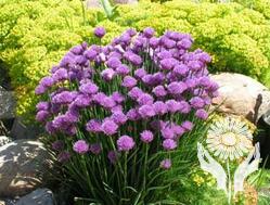 Лук (Allium)