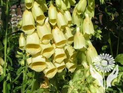 Наперстянка (Digitalis)