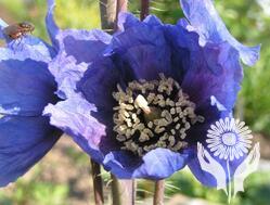 Меконопсис (Meconopsis)