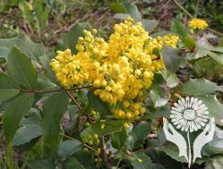 Магония (Mahonia)