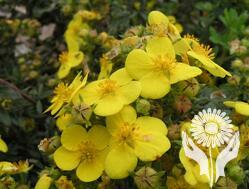 Лапчатки кустарниковые (Potentilla)