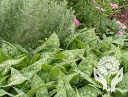 Медуница (Pulmonaria)