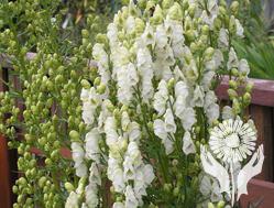 Аконит, Борец (Aconitum)