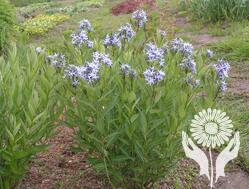 Амсония (Amsonia)