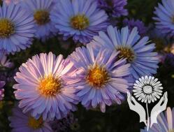 Астра (Aster)
