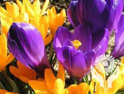 Крокус, шафран (Crocus)