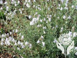 Льнянка (Linaria)