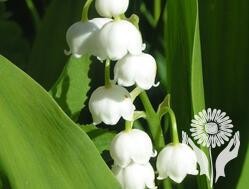 Ландыш (Convallaria)