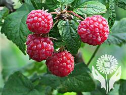 Малина (Rubus)