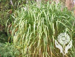 Мискантус (Miscanthus)