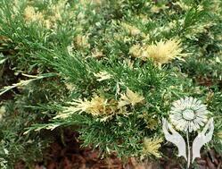 Можжевельник (Juniperus)