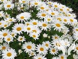 Нивяник (Leucanthemum)