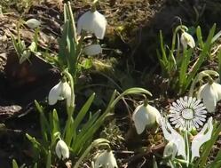 Подснежник (Galanthus)