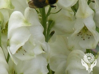 Аконит клобучковый белый (Aconitum napellus)
