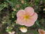 Лапчатка кустарниковая розовая