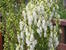Аконит клобучковый белый (Aconitum napellus)