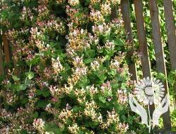 Жимолость каприфоль (Lonicera caprifolium)